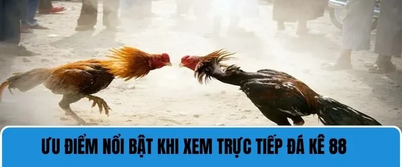 Ưu điểm nổi bật khi xem trực tiếp đá gà 88